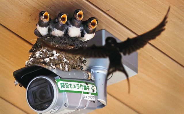 防犯カメラの上に作られたツバメの巣。親鳥の帰りを待ちわびる子ツバメの鳴き声が駅構内に響く＝１４日、新宿区のＪＲ信濃町駅で