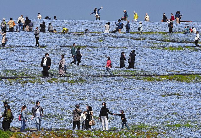 心を癒やす真っ青な丘 ひたち海浜公園 ２年ぶり一般公開 東京新聞 Tokyo Web