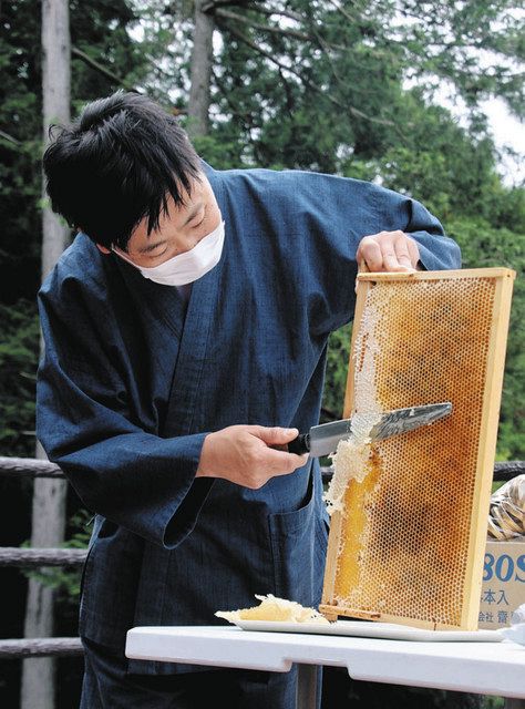 巣箱から取り出されるヤマザクラの蜂蜜＝桜川市で
