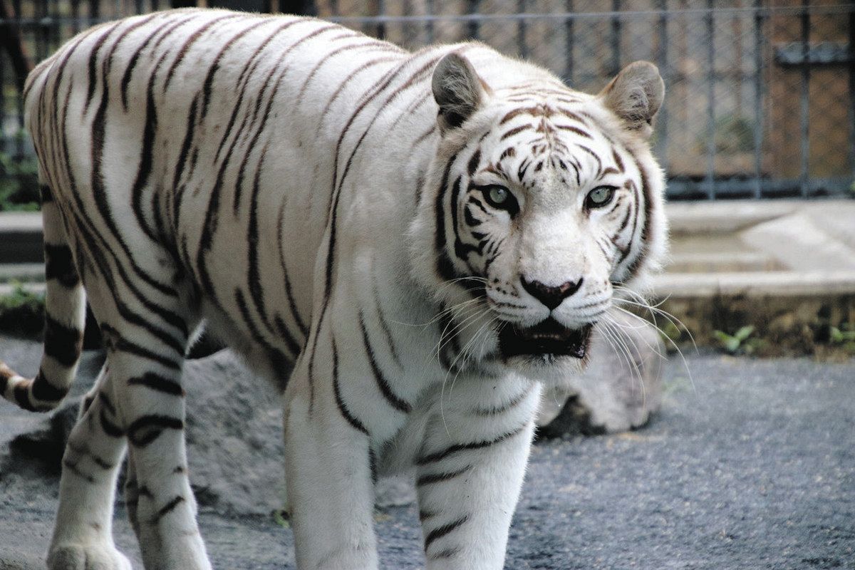 国内最高齢「カーラ」天国へ 東武動物公園 20歳のホワイトタイガー