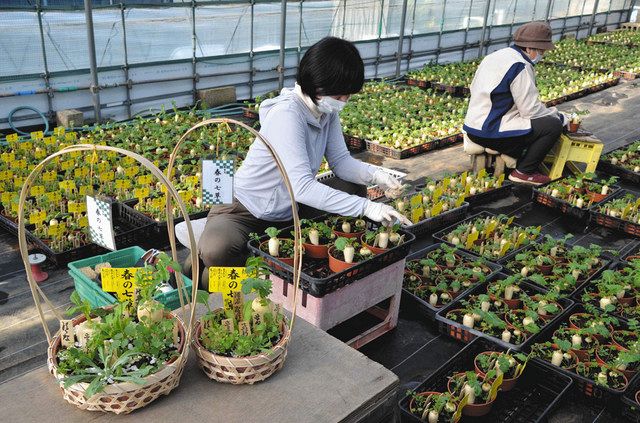 七草かごを生産している植重農園＝江戸川区で（区提供）