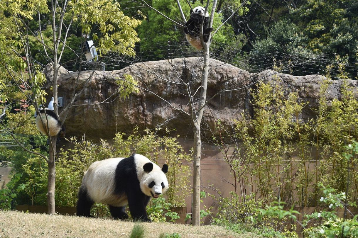 動画 みてみて おとなの歯が生えてきたよ 上野動物園の双子パンダ シャオシャオとレイレイ 東京新聞 Tokyo Web
