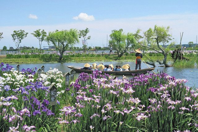 花前線 水辺に彩り アヤメ咲く 東京新聞 Tokyo Web