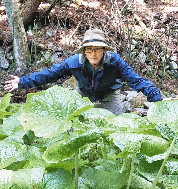 目利キング＞ワサビ栽培研究・鈴木潤さん わさび3種：東京新聞デジタル