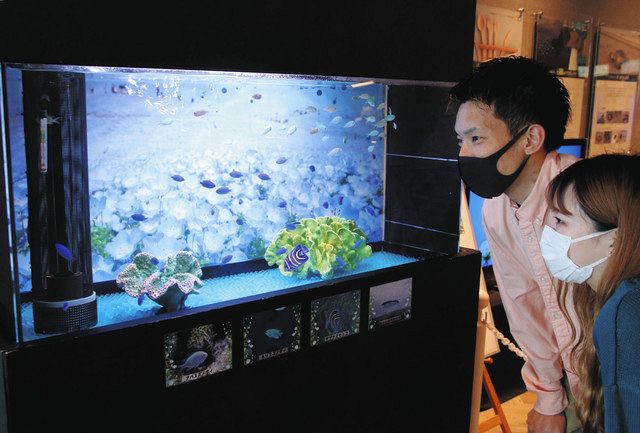 青と白、4種70匹スイスイ アクアワールドで「海のネモフィラ水槽」展示