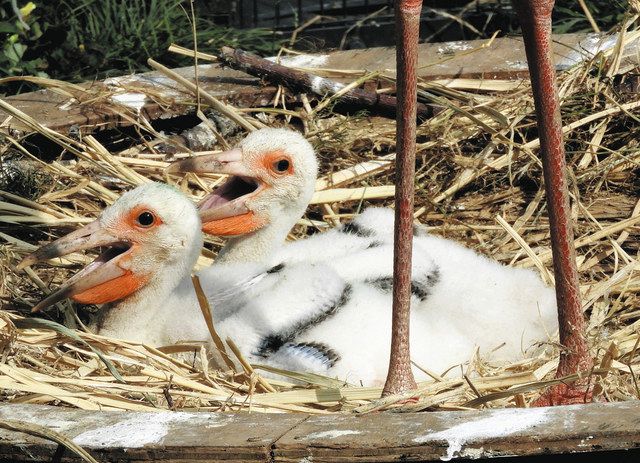コウノトリのひな2羽に愛称を 野田市が22日まで募集：東京新聞デジタル