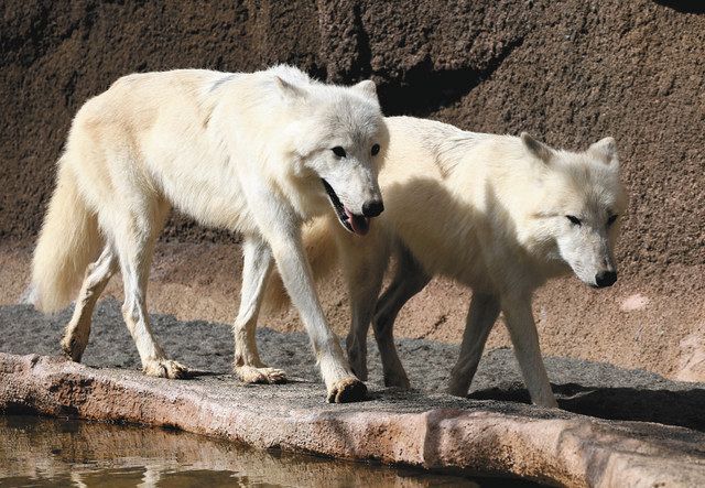勇壮 幻の白いオオカミ ホッキョクオオカミ 那須どうぶつ王国で公開 東京新聞 Tokyo Web