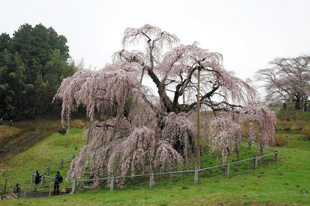 東日本大震災翌月に咲いた三春滝桜。人影もまばらだったという＝三春町で（岩崎悠一さんの友人の小柴則行さん提供）
