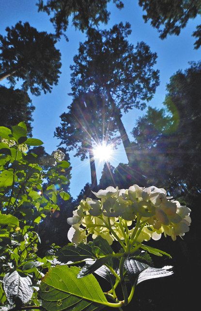 首都残景 25 南沢あじさい山 花咲かじいさんの夢 東京新聞 Tokyo Web