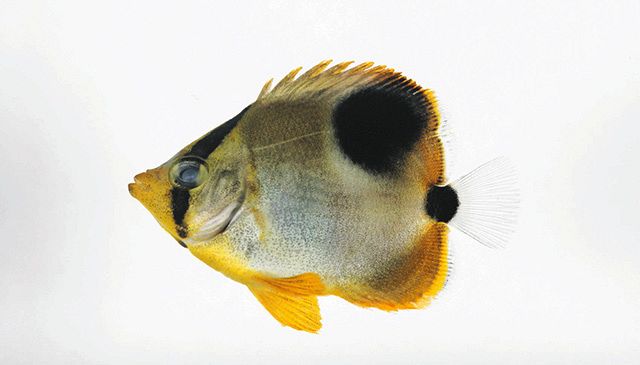 川崎市の生物調査 東扇島周辺 外洋成育の魚3種を確認 東京湾に 川崎市の生物調査 東扇島周辺 外洋成育の魚3種を確認 東京湾に