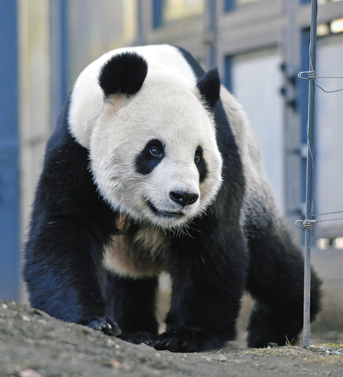 リーリーとシンシン、9月末に中国へ 上野のパンダ シャンシャン、双子の両親 高血圧の治療のため：東京新聞 TOKYO Web