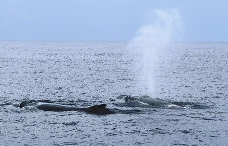 生きもの編 ザトウクジラと泳ぐツアー 人気 東京新聞 Tokyo Web