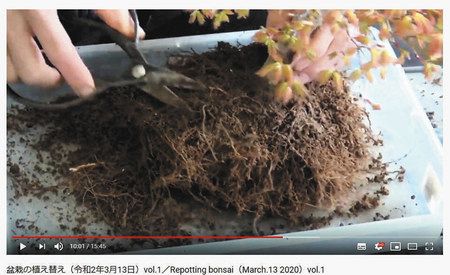 盆栽美術館が公開している植え替えの様子の動画。目にも留まらぬスピードで根が切られていく
