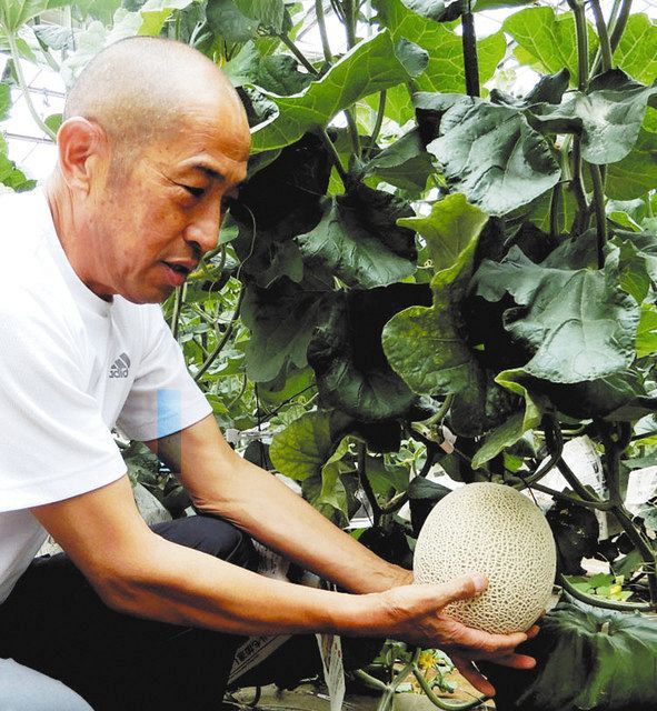 幻の宮前メロン 出荷始まる 成長順調甘さ確認 東京新聞 Tokyo Web