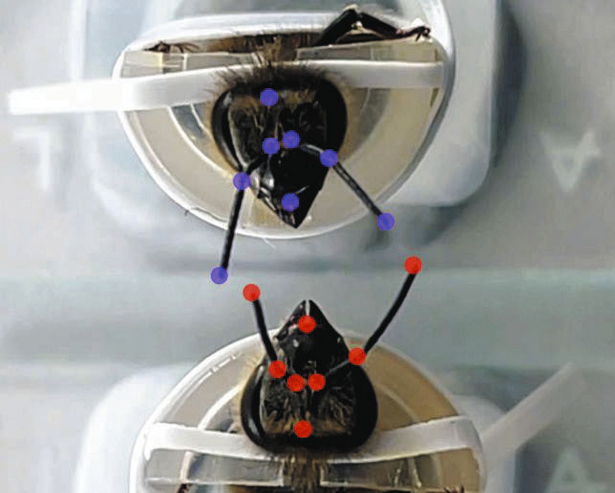 常識をひっくり返す「触覚のヒミツ」発見 ミツバチを研究する高校生