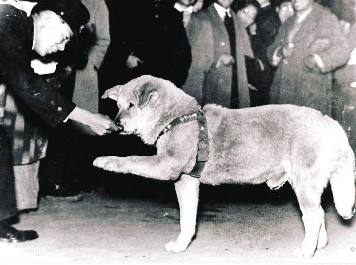 番犬ハチ公 お手をするハチ公」激レア写真が見つかり展示中 飼い主の上野英三郎
