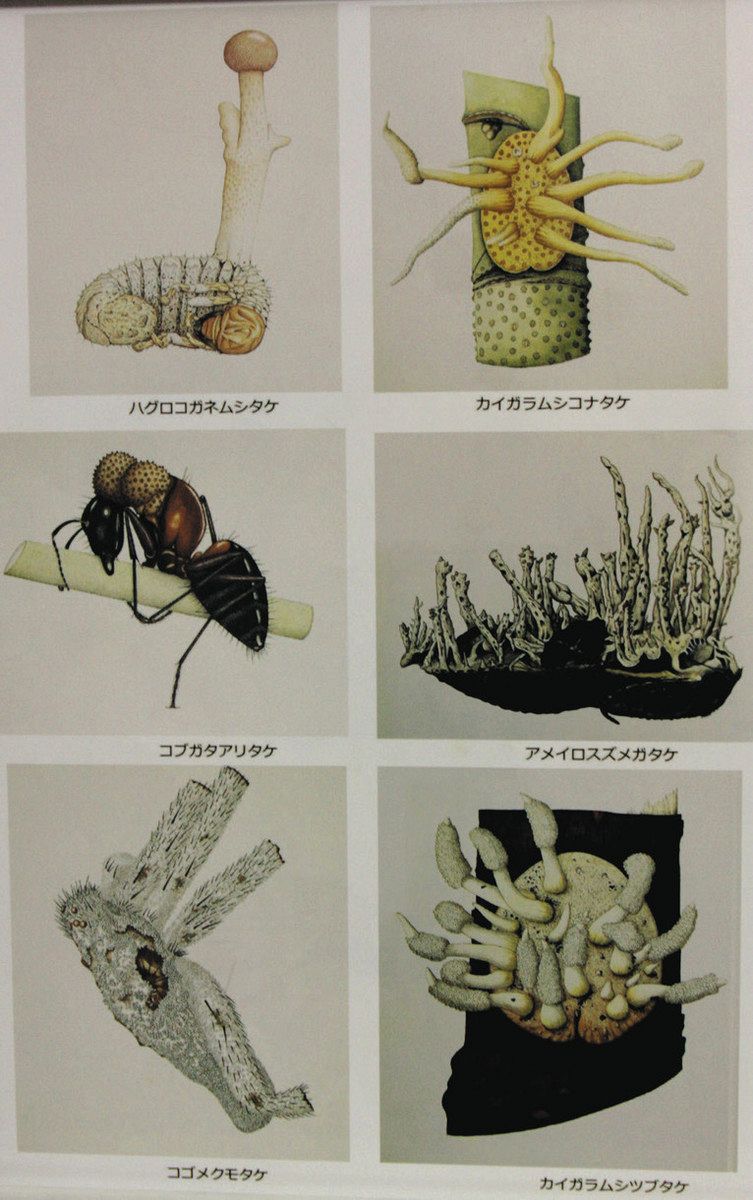 冬虫夏草」研究の半世紀 秩父出身・植物学者の清水大典 市内で特別展 ...