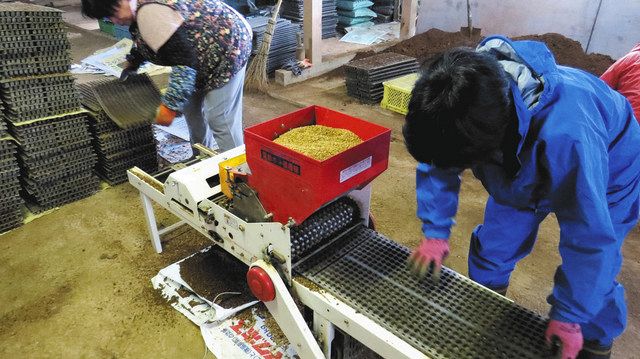 米の種まき作業＝福島県二本松市で
