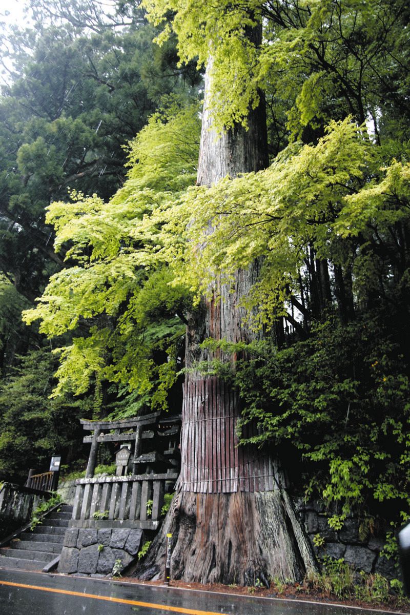 日光東照宮の入り口に立つ太郎杉＝栃木県日光市で