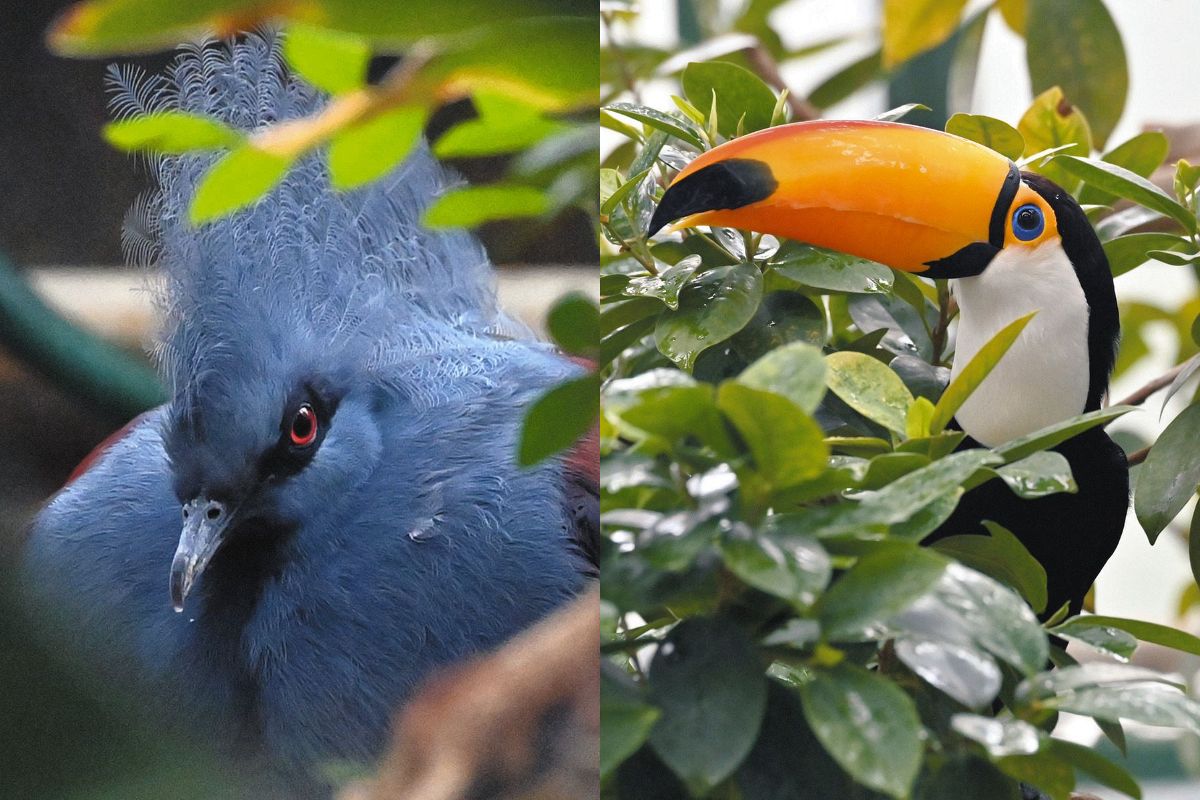 世界の鳥を訪ねて 写真集 世界の鳥を訪ねて 写真集