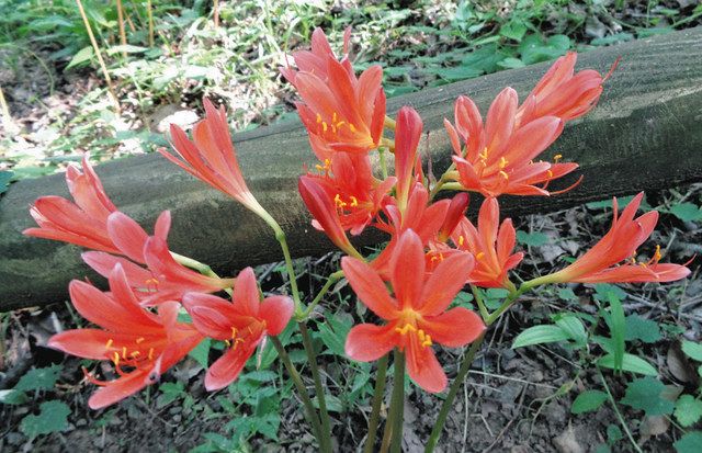 キツネノカミソリ見頃 栃木市・みかも山公園 朝ドラで話題：東京新聞