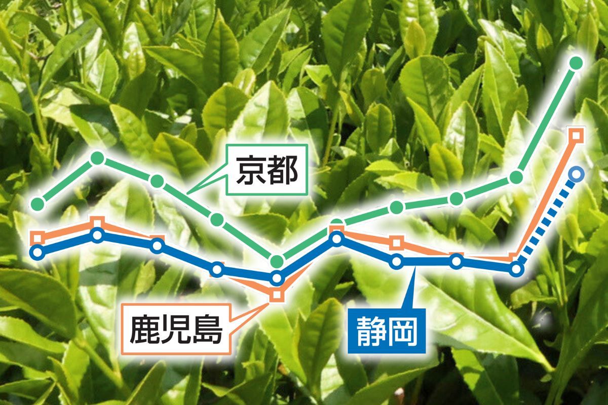 二番茶は前年の2倍…茶の取引価格が全国で「異常な高騰」 世界的