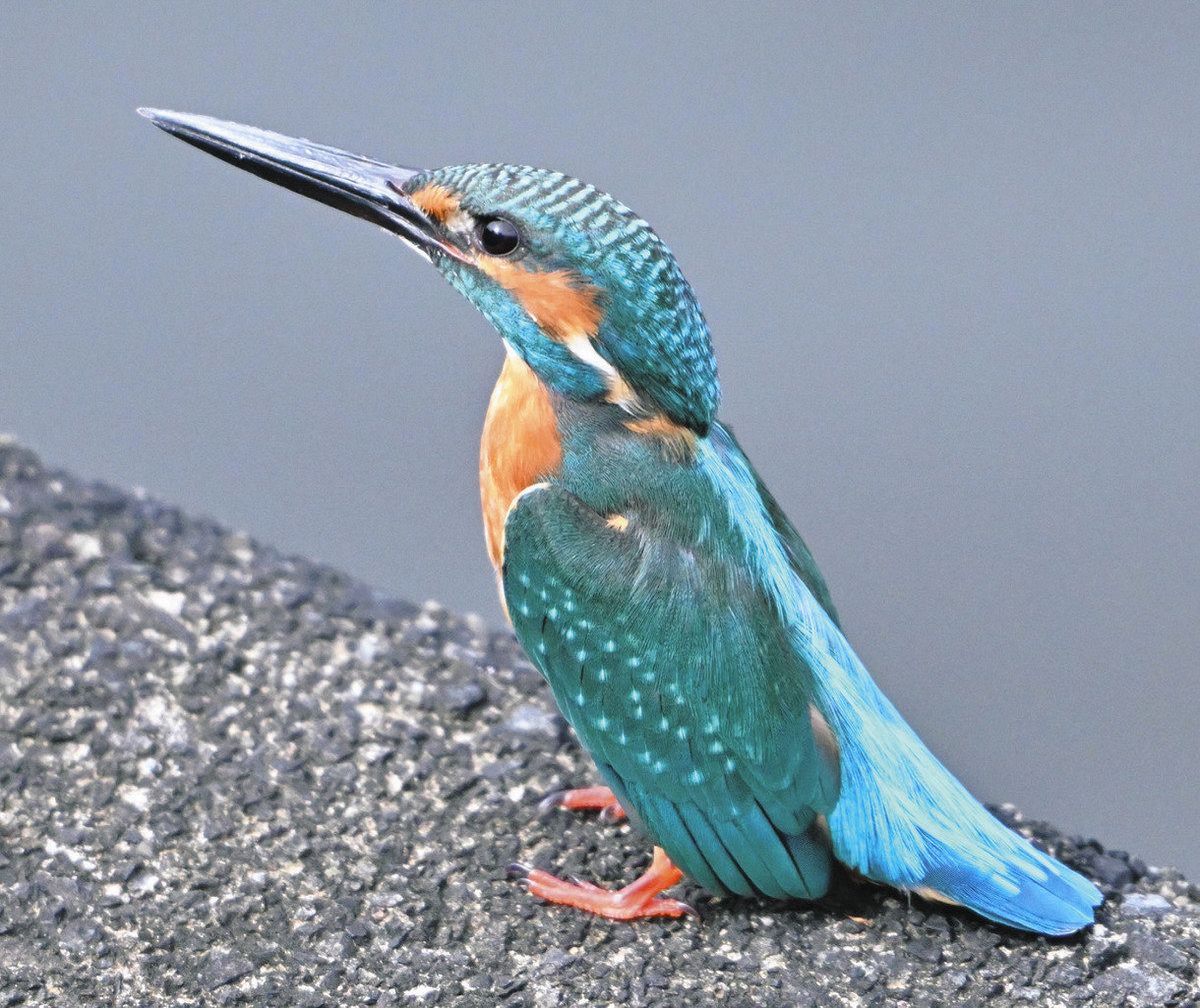 地域の野鳥観察、地道に38年 八王子・日野カワセミ会 蓄積データ基に