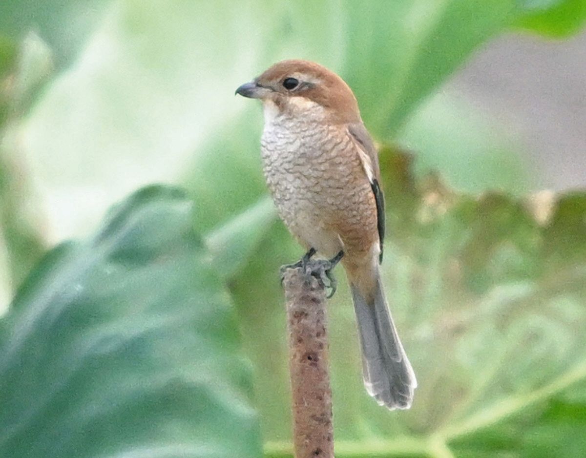 地域の野鳥観察、地道に38年 八王子・日野カワセミ会 蓄積データ基に