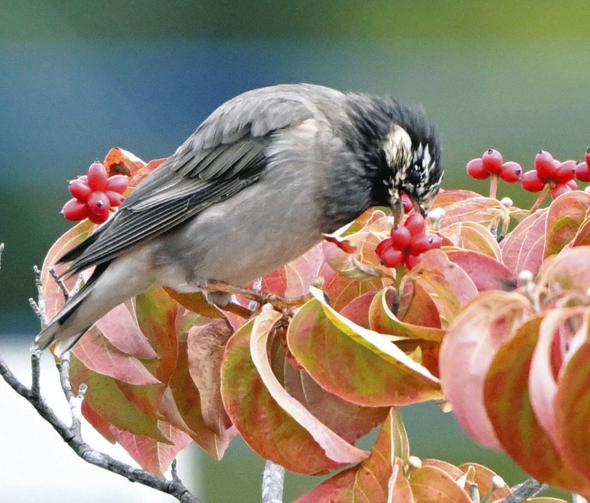 地域の野鳥観察、地道に38年 八王子・日野カワセミ会 蓄積データ基に