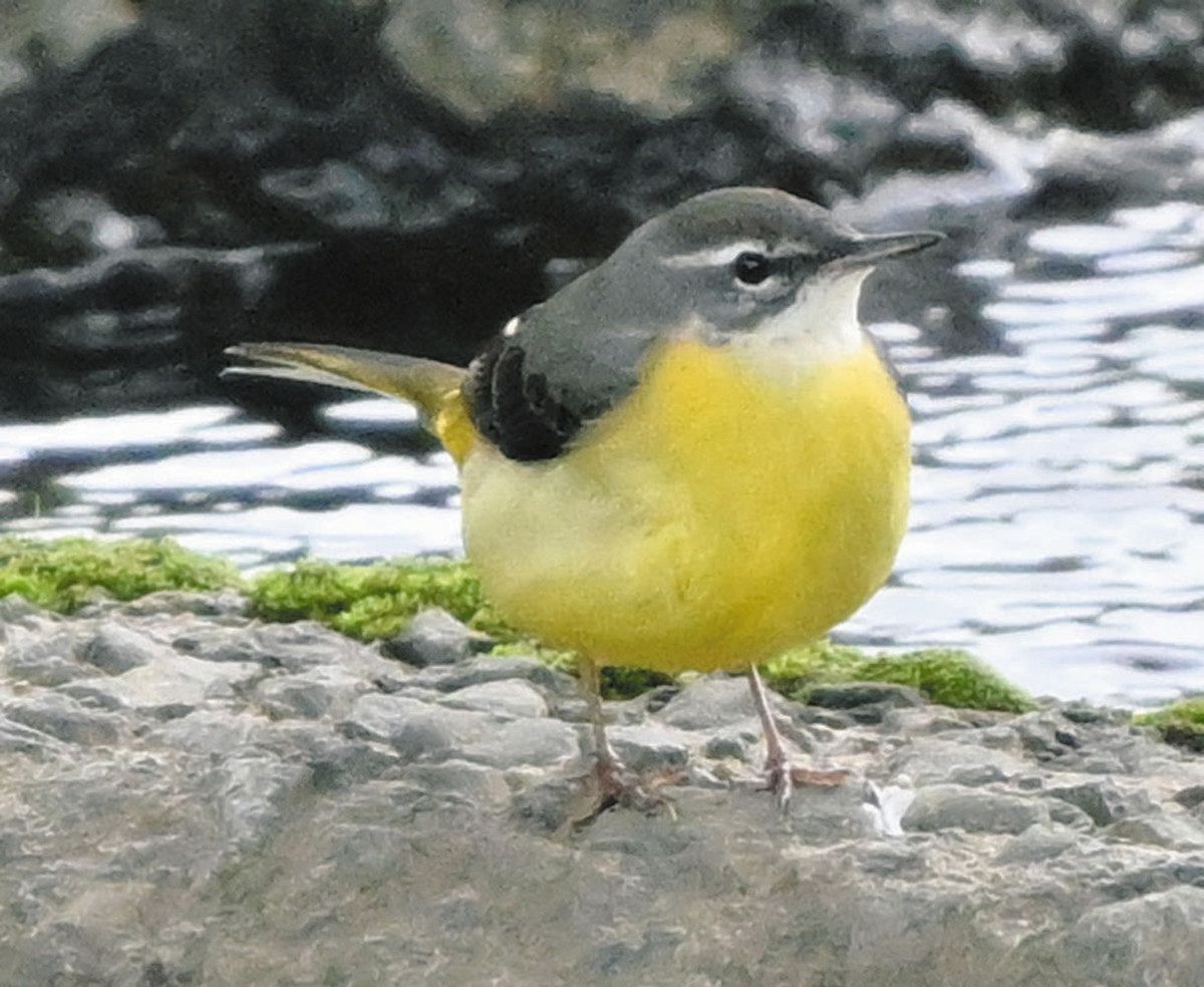 地域の野鳥観察、地道に38年 八王子・日野カワセミ会 蓄積データ基に