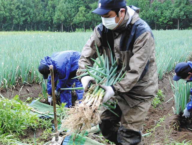 新型コロナ 空港から畑に出張 日航グループ社員が農作業 成田の大幅減便で 東京新聞 Tokyo Web