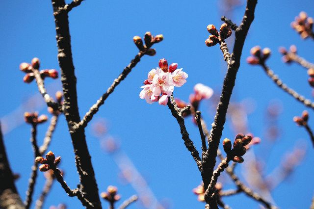 日立紅寒桜が開花 東京新聞 Tokyo Web