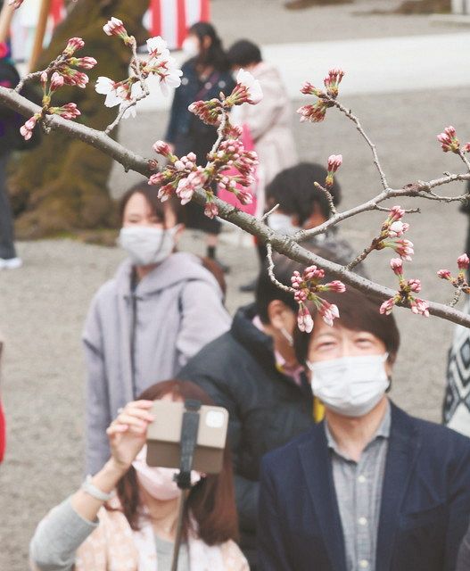 開花した東京・靖国神社にある標本木のソメイヨシノを見上げる人たち