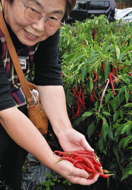 食卓ものがたり 辛み うまみ 地元の魅力 あじめコショウ 岐阜県中津川市 東京新聞 Tokyo Web