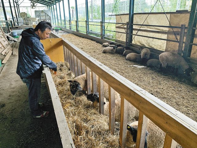 相馬秀一さんは、牧草販売のほか、ヒツジの繁殖事業も始めた＝南相馬市で
