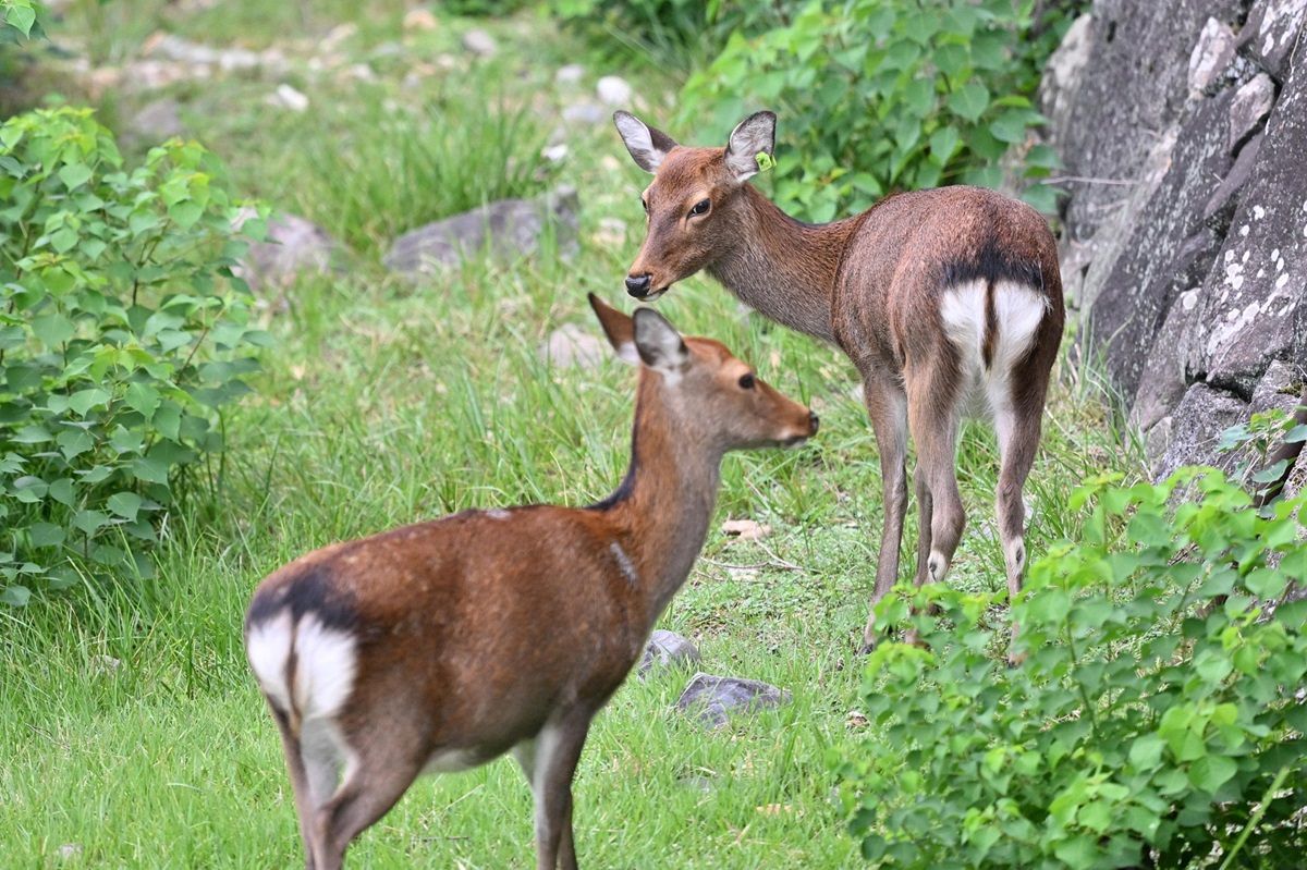 深刻なシカの「食い尽くし」今や毒草も食べ、アーバンベア出没要因にも 