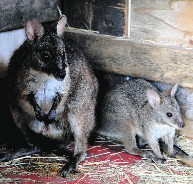 ワラビー赤ちゃん 来園者 かわいい と好評 東京ドイツ村で 東京新聞 Tokyo Web ワラビー赤ちゃん 来園者 かわいい と好評 東京ドイツ村で 東京新聞 Tokyo Web