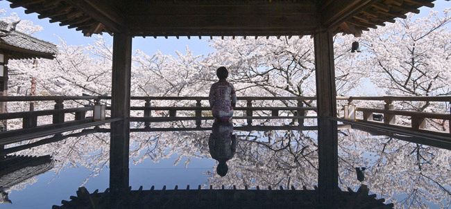 桜映る観月舞台 東京新聞 Tokyo Web