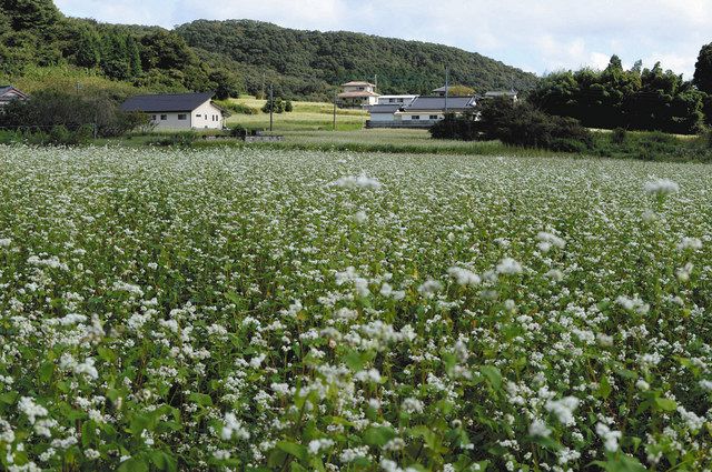 白いかれんな花が広がるソバ畑＝常陸太田市で
