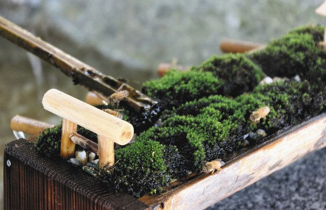 参拝客との「ハチ密」回避 常総の神社 ちょうず鉢の縁に水飲み場