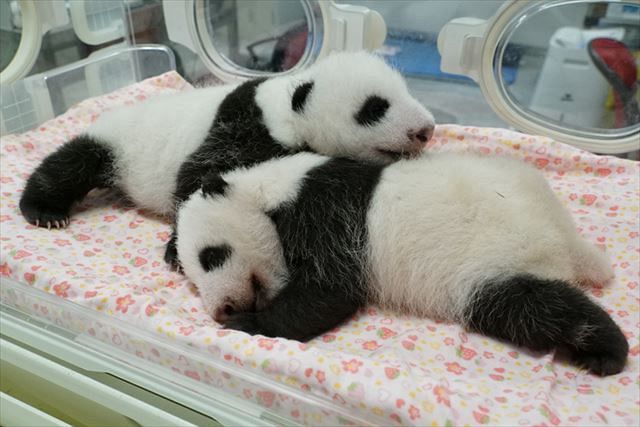 上野動物園の双子の赤ちゃんパンダの名前を公募 小池知事 かわいいとしか言いようがない 東京新聞 Tokyo Web