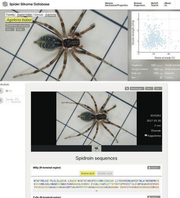 プラごみ削減に期待 人工の「クモの糸」開発目指して 1000種の糸を集めてみたら＜フロンティア発＞：東京新聞 TOKYO Web