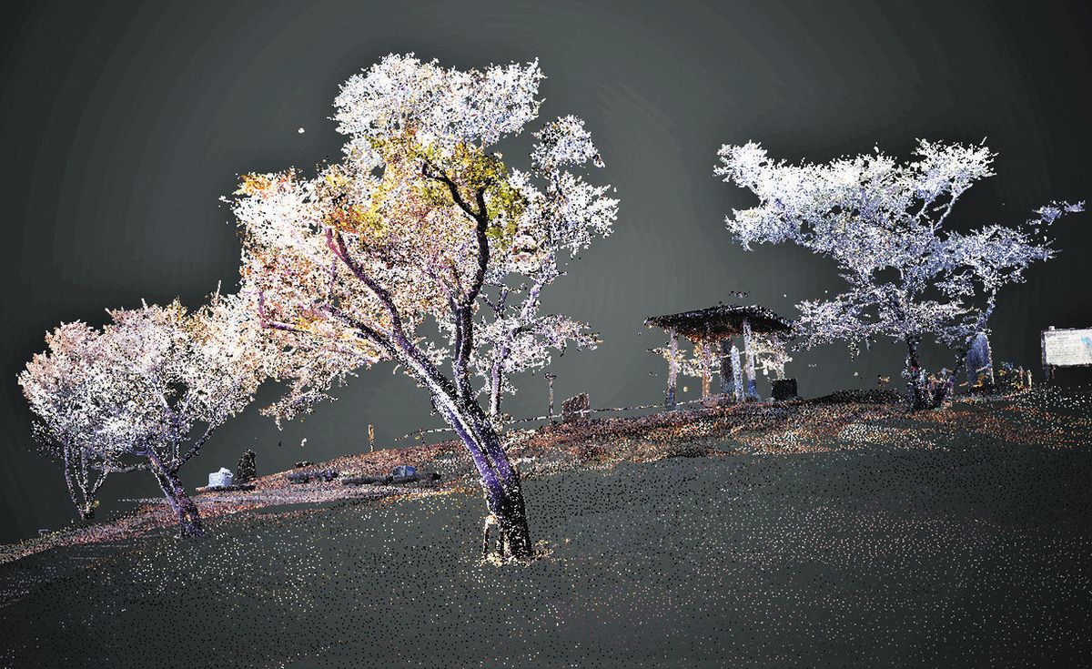 ドローンレーザー測量で3D化された桜山公園の山頂付近と冬桜の一例＝アマネックス提供