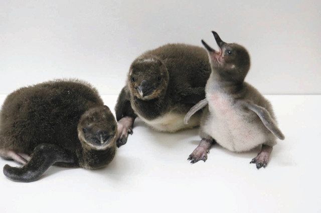 すみだ水族館でマゼランペンギン赤ちゃん３羽誕生 おもち おこめ きなこ でーす 東京新聞 Tokyo Web