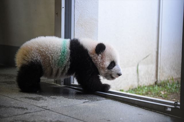 動画あり 体重が10キロを超えたよ 上野動物園の双子パンダのシャオシャオとレイレイ 東京新聞 Tokyo Web