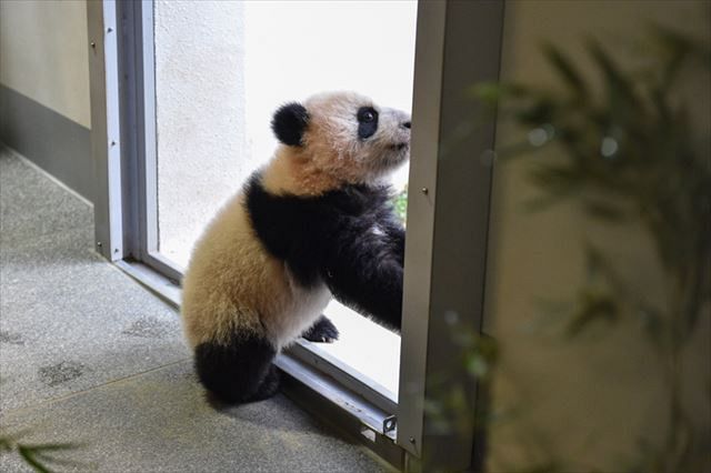 動画あり 体重が10キロを超えたよ 上野動物園の双子パンダのシャオシャオとレイレイ 東京新聞 Tokyo Web