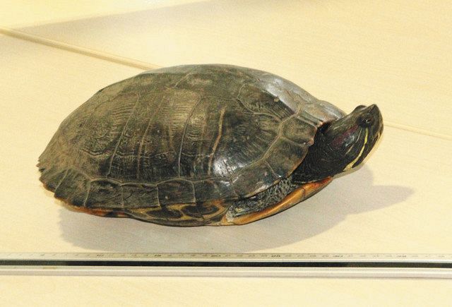 お見送り 滑走路にカメが現れ成田空港が12分間閉鎖 出発便に遅れ 東京新聞 Tokyo Web