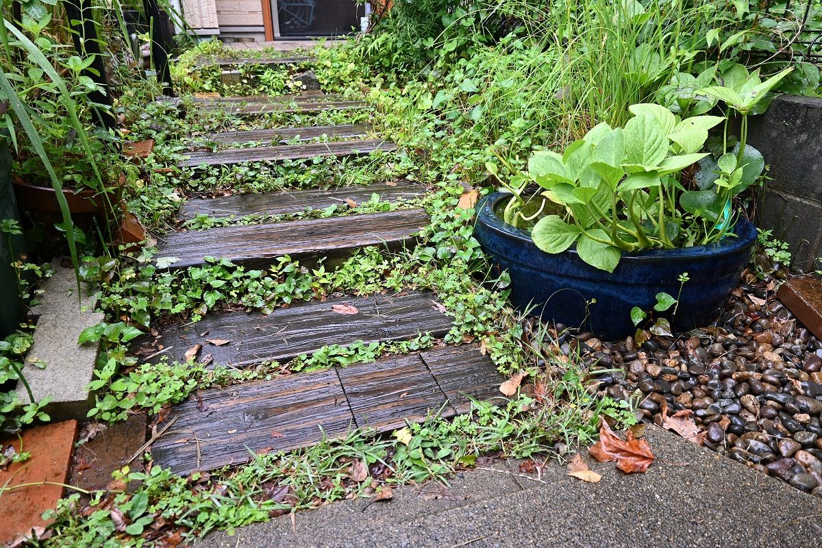 さまざまな草が生い茂る雨庭。水草が伸びるつぼ（右手前）は雨水が一気に流れるのを防ぐ効果や生き物のすみかになることを狙ったという＝7月1日、東京都杉並区で