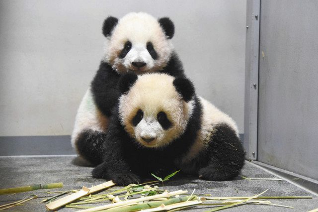 動画 双子パンダを公開へ 来年1月12日から 上野動物園 東京新聞 Tokyo Web