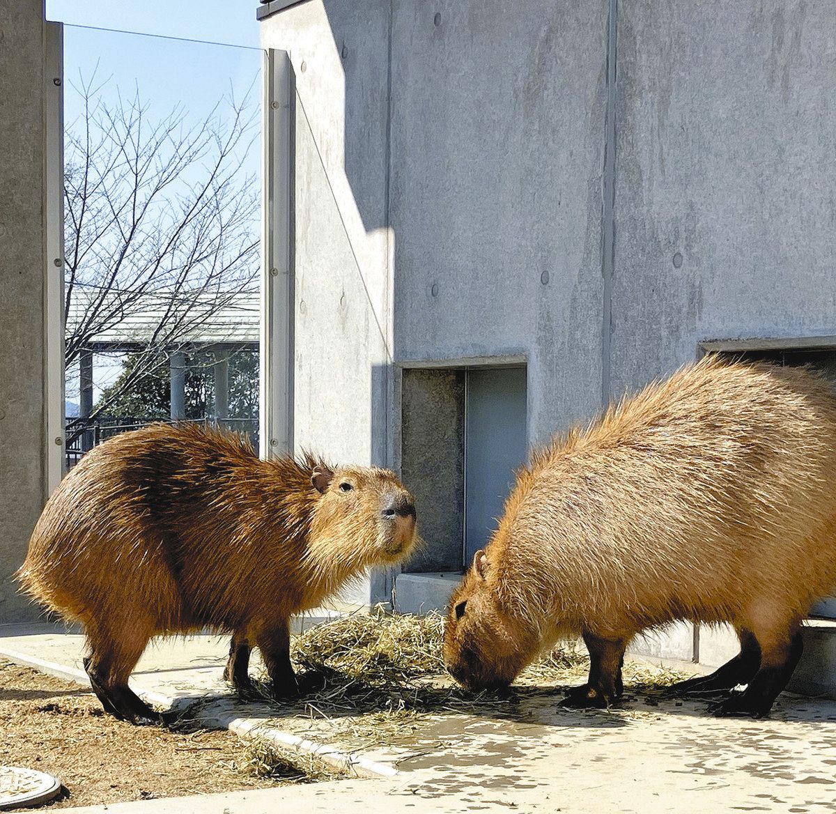 カピバラの新獣舎完成 ガラス越しで見られます 桐生が岡動物園：東京